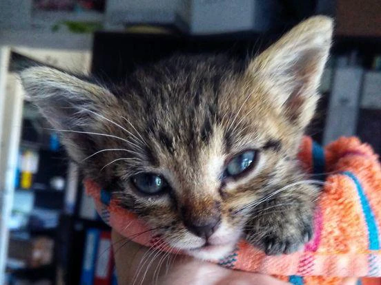 Csomag hosszú leírással, 2002