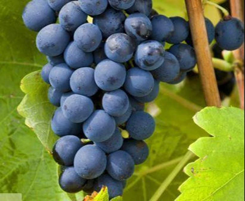 Winegroup UAT album