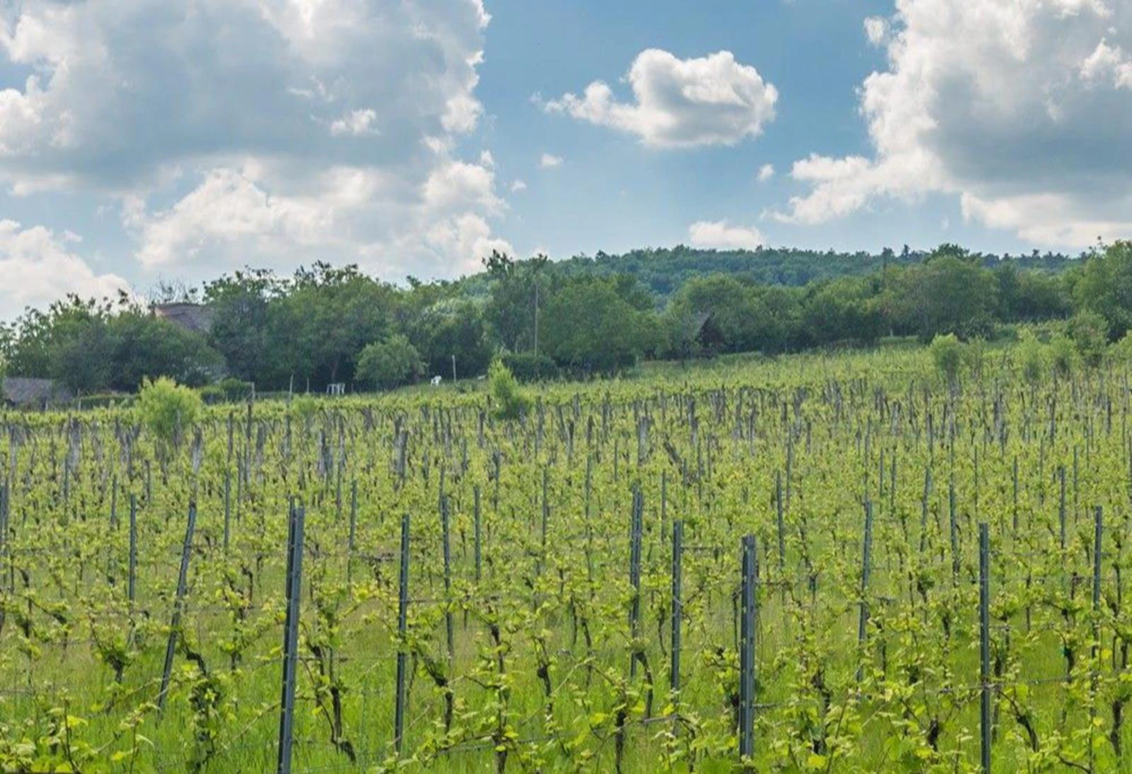 Egreses bodzás életérzés